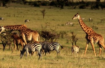 Lake Nakuru National Park