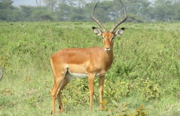Lake Nakuru National Park