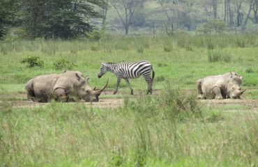 Lake Nakuru National Park