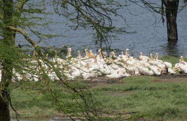 Lake Nakuru National Park