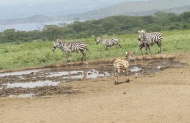Lake Nakuru National Park