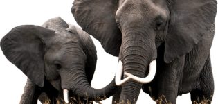 Wildlife Conservancy