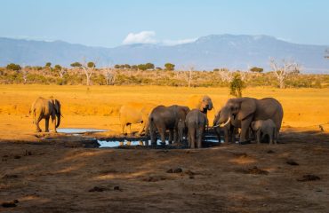 Elephants