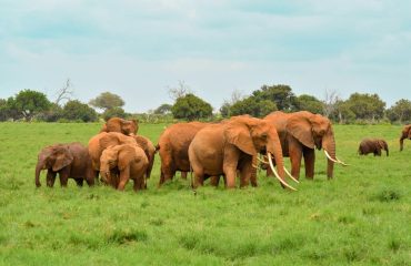 Big 5