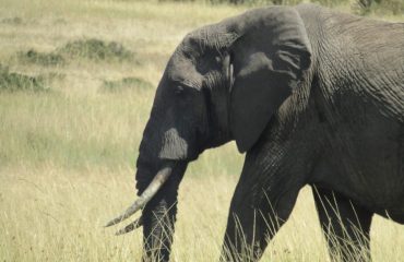 Big 5