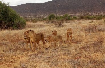 Nairobi National Park