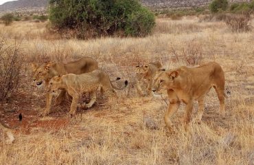 Nairobi National Park