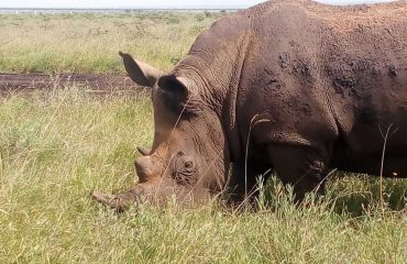 Nairobi National Park