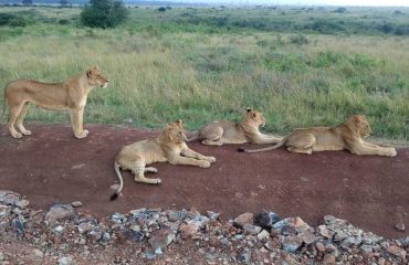 Nairobi National Park