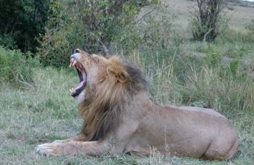 Nairobi National Park