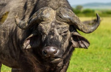 Ol Pejeta Conservancy