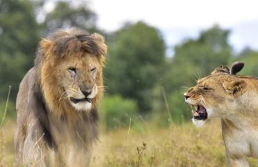 Ol Pejeta Conservancy
